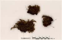 藏品(曲尾苔)的圖片